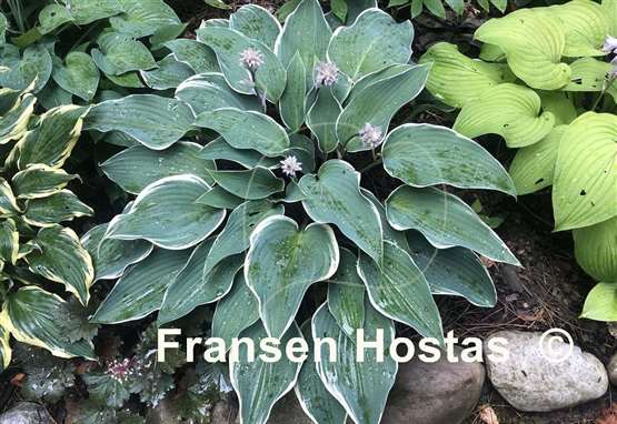 Hosta Valley's Paparazzi